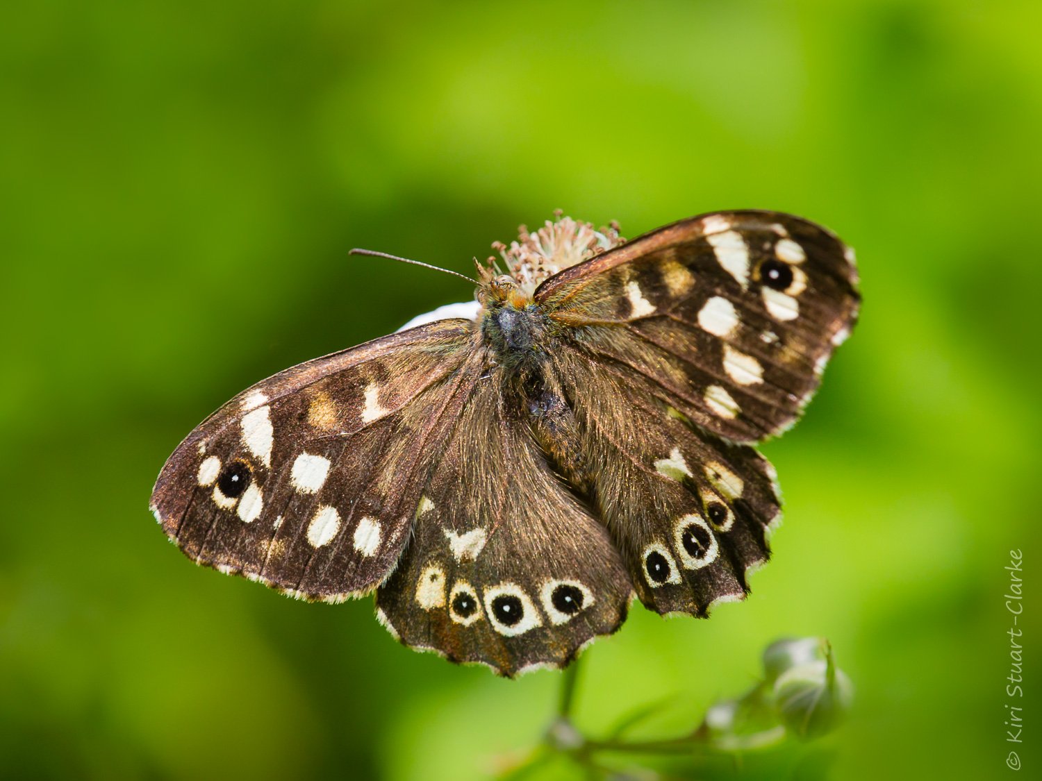 Which Brown Butterfly? - A Photographic Identification Guide to